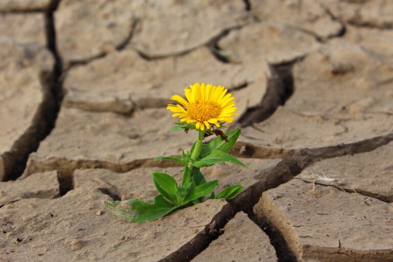 Eine Blume wächst inmitten einer ausgetrockneten Steppe.